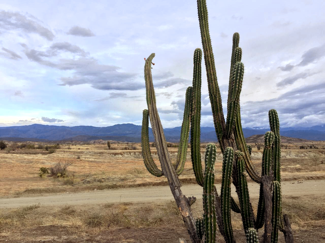 Cactus in the Tatacoa Desert