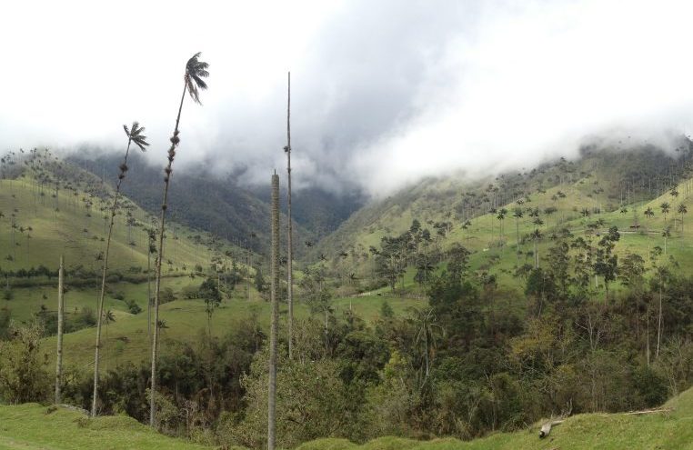 cocora biodiversity Colombia