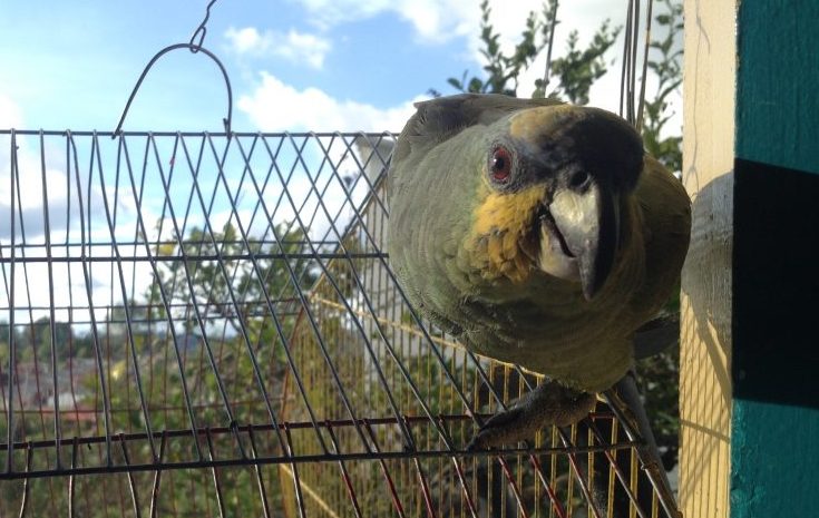 parrot biodiversity Colombia